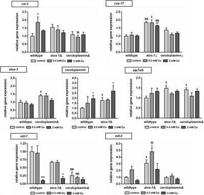 Dysfunction in atox-1 and ceruloplasmin alters labile Cu levels and consequently Cu homeostasis in C. elegans